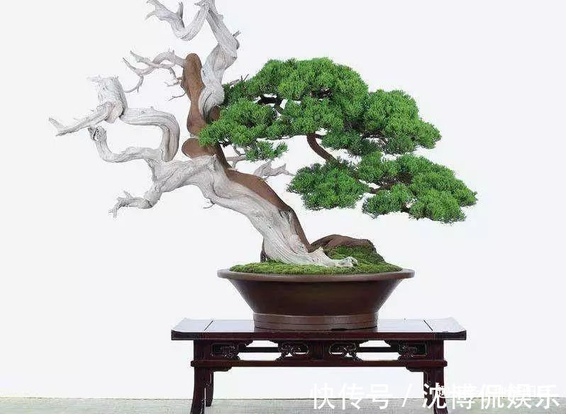 台友们|老实交代,你们觉得盆景制作步骤太难记吧那就念这十字箴言咯!