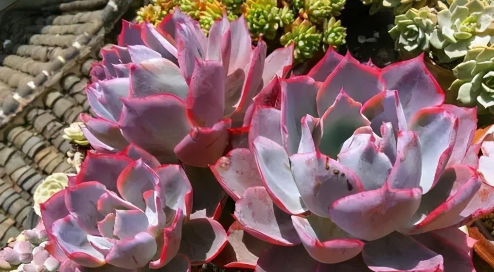 多肉植物|阳台养不好多肉，多半是浇水不当，教你正确浇水，个个长成胖娃娃