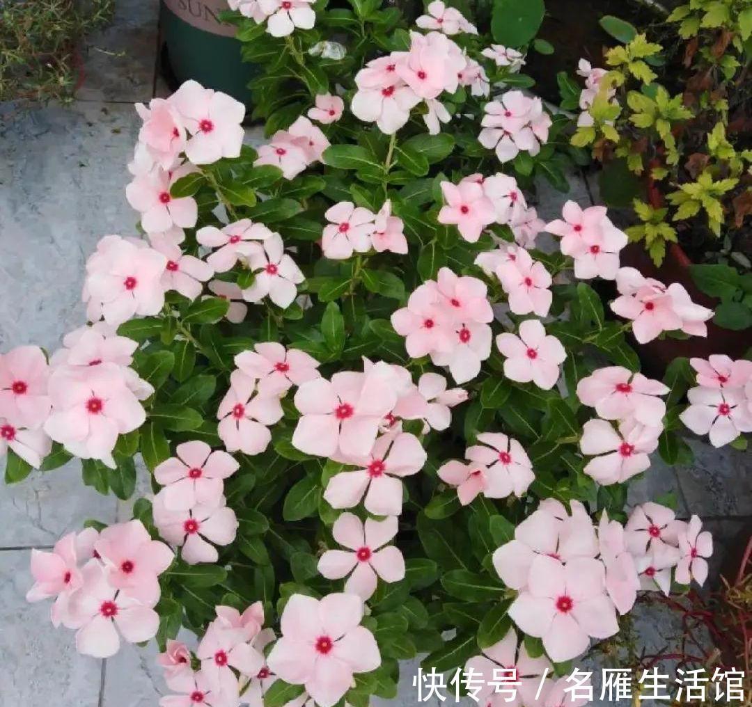 6种“漂亮花”,农村特别多,种一棵就开成花海,秋天赶快种起来