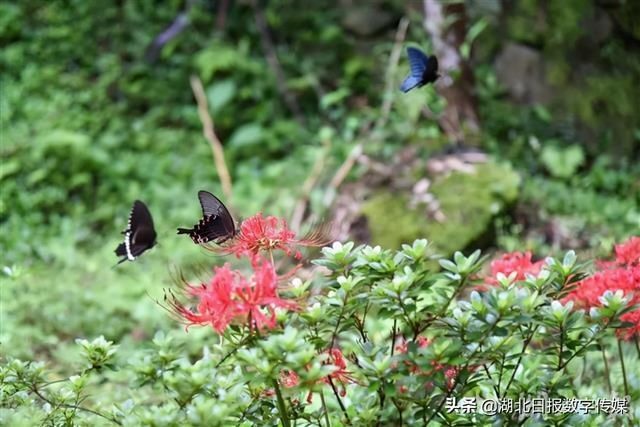 唐崖土司城遗址景区|惊艳！恩施唐崖土司城遗址景区盛开彼岸花