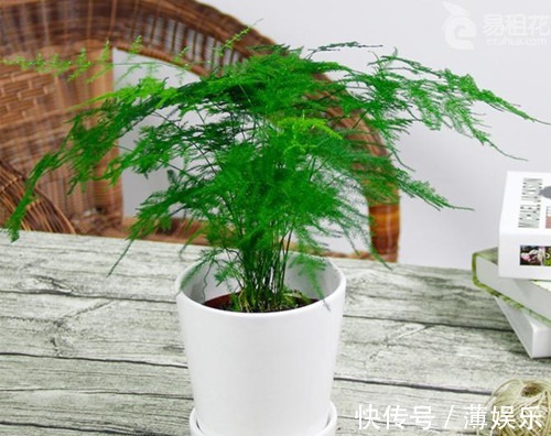 浇水|文竹这么养护,一年四季绿油油,不再黄叶、烂根,不停冒新芽