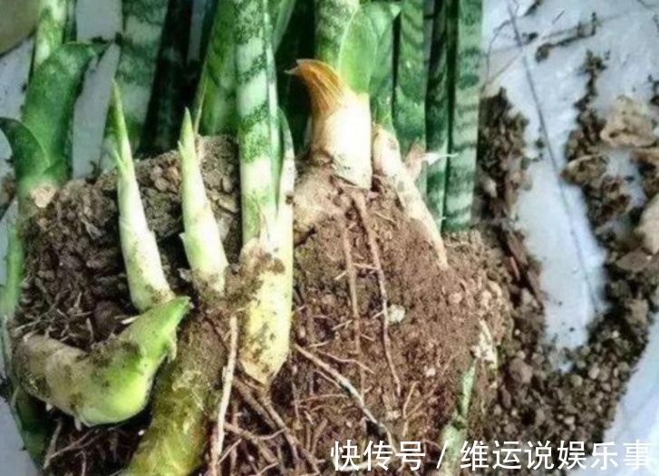 家庭养花,从哪些方面下手休整植物根部效果好?