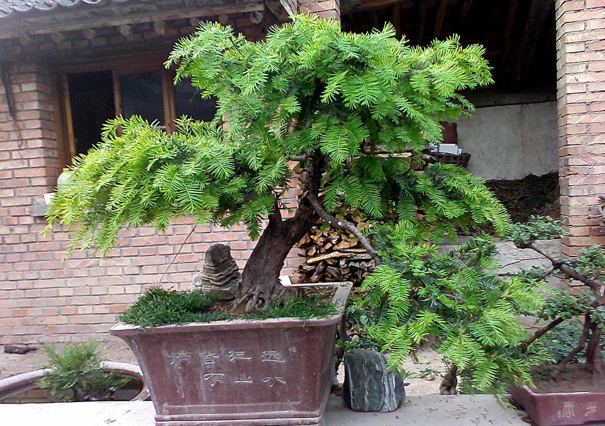 家庭盆栽红豆杉，多小心这5个细节，红果绿叶喜庆又别致