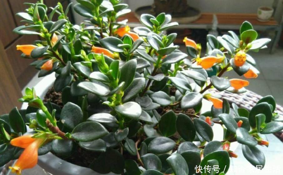 金鱼吊兰|最耐阴的盆栽植物,花叶俱美,花开不断,养护简单,室内也能养