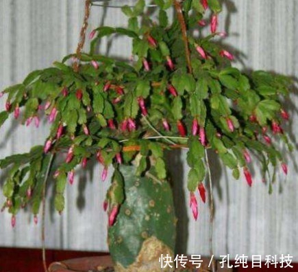 木质部|仙人掌嫁接蟹爪兰，一根牙签就搞定，新手也能行，完美到“无痕”