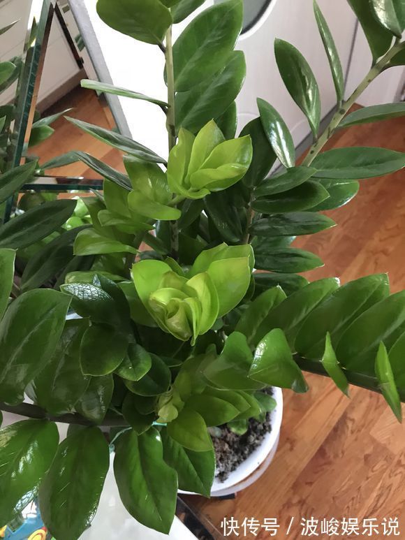 绿森林|8种“漂亮花”别晒大太阳,一晒就耷拉,客厅不见光,养成绿森林