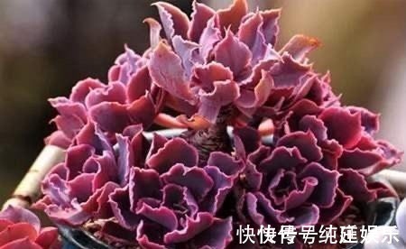 喜欢养多肉就挑漂亮的养,12款迷人的紫色多肉,好看还好养