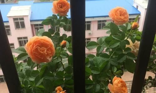 阳台再小,也要养一盆果汁阳台,上盆一个多月就有花赏