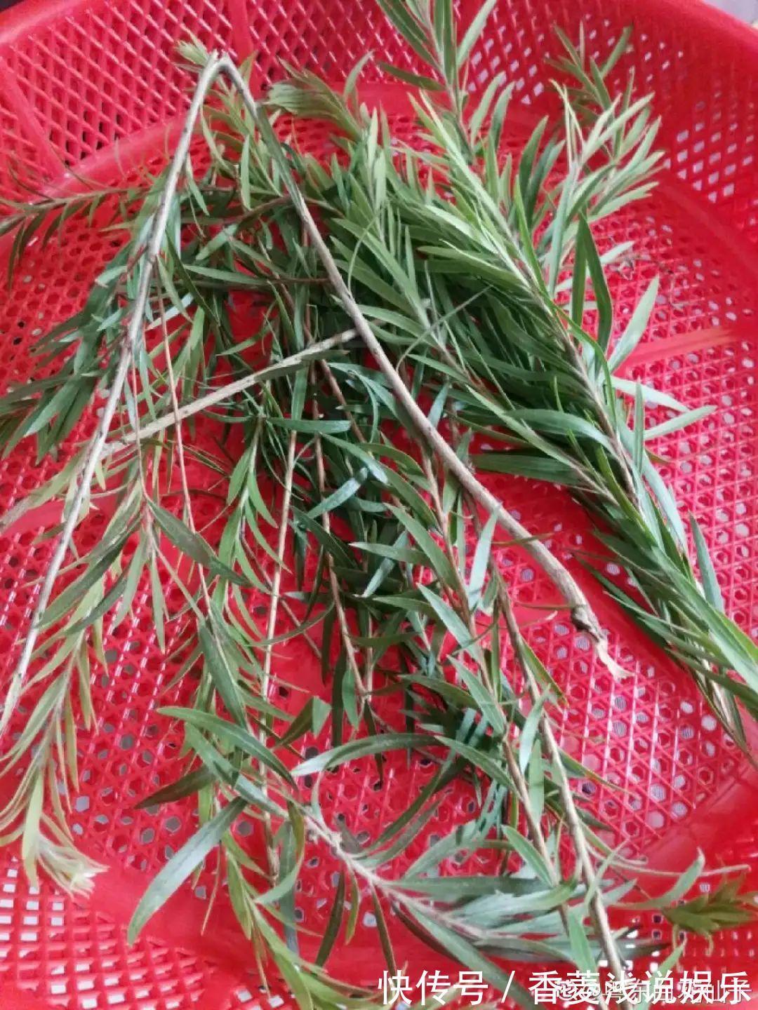 1把核桃垫盆底,不烂根、不招虫,疯长停不下来!