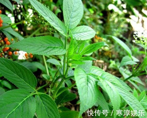 接骨木|乡间有种”臭草“,老辈农民都认识,治跌打损伤,药商收10元一斤
