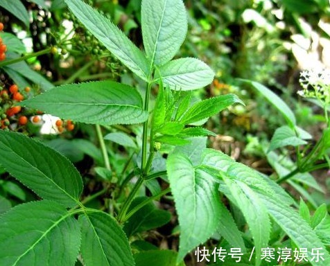 接骨木|乡间有种”臭草“，老辈农民都认识，治跌打损伤，药商收10元一斤