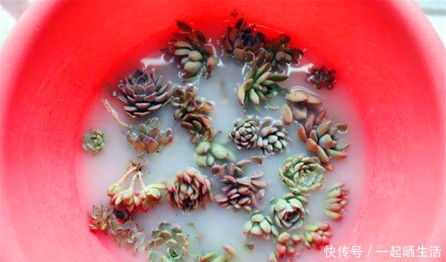 给多肉修根,忘了做这“1步”,容易黑腐、烂根,还不如原生盆!