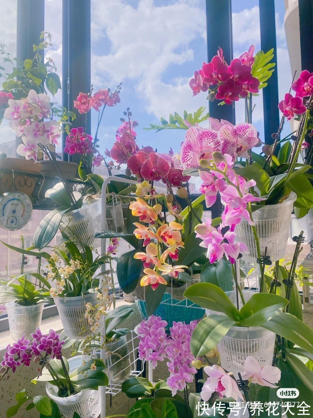 宝莲灯|6种“昂贵花”,工薪族一般都舍不得买,只能刷刷图片解馋