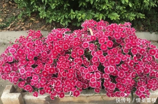 盆栽石竹这样养,丢土里就能活,花开爆盆给你一片花海!