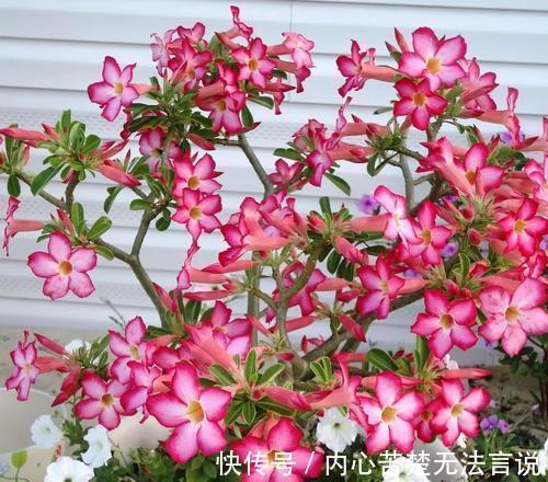 沙漠玫瑰沙漠玫瑰|3种懒人花，虽其貌不扬，但养起来真省心，少浇水挤一挤长得旺！