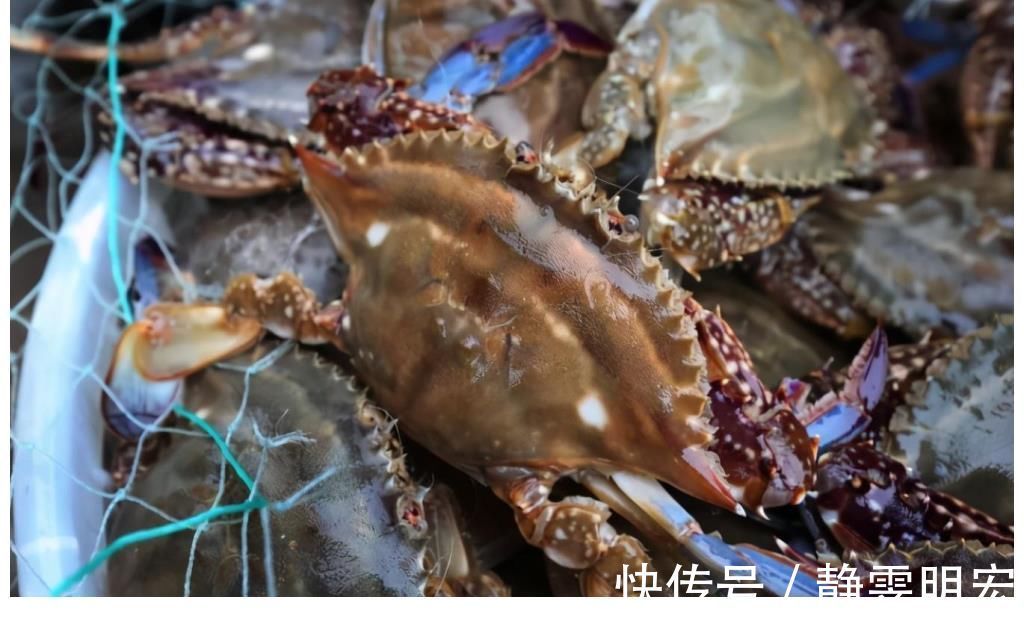 来自星星的你|被丑耽误的4种海鲜，实则是“天下奇鲜”，全吃过才是真正海边人