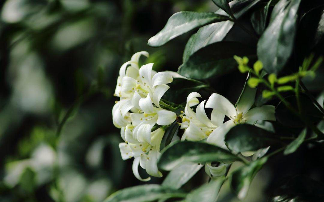 花友|九里香有毒吗?适合在家养吗?