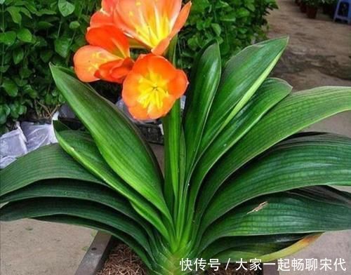 紧凑|君子兰开完花，叶子松散状态差，补上“1种肥”，株型紧凑饱满