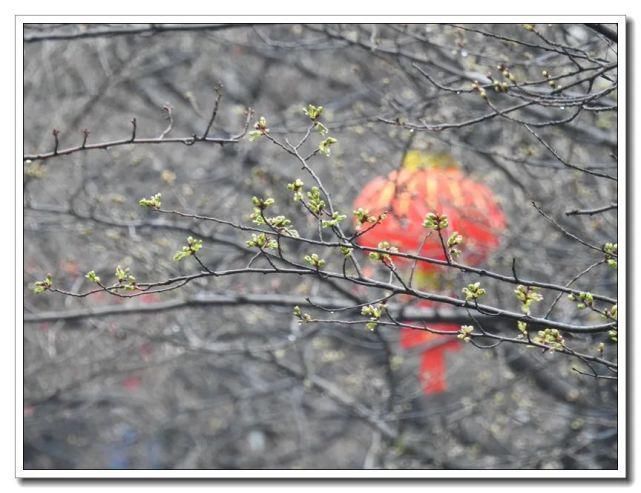 中年|三月的第一天，鸡鸣寺樱花树“悄悄的开了”！