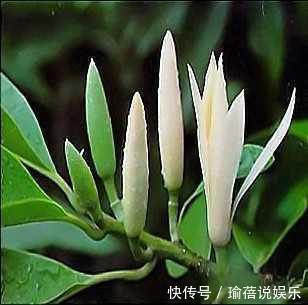 叶子|我国最香的花,叶子都是香的!简直就是“天然空气净化器”!