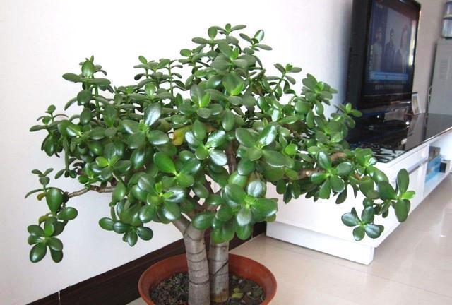 花市3种花,看似普通,大爷养几年,盆盆都“金贵”,10000