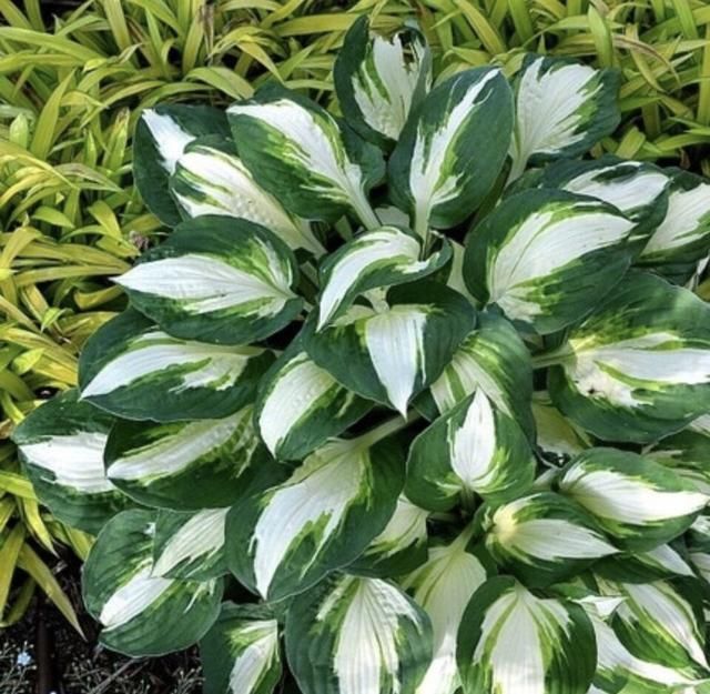 观叶类|她家从不养绿萝，就养4种“颜值花”，叶子比花还好看