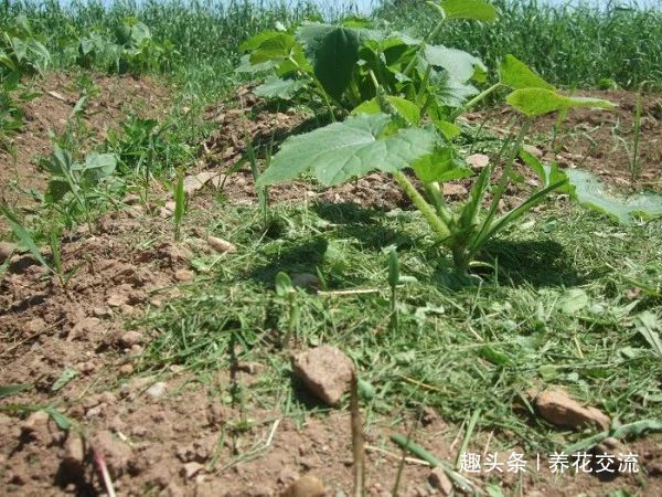 在家里养花时，肥皂水、鸡蛋壳或煮菜的水别丢，是可以用来养花的