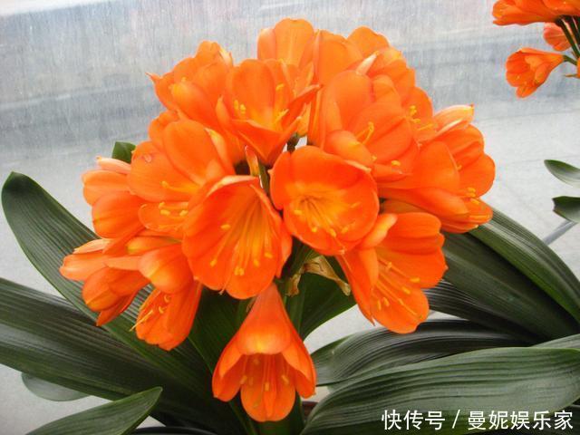 养花|家里君子兰不开花,学会这几种,花苞蹭蹭长