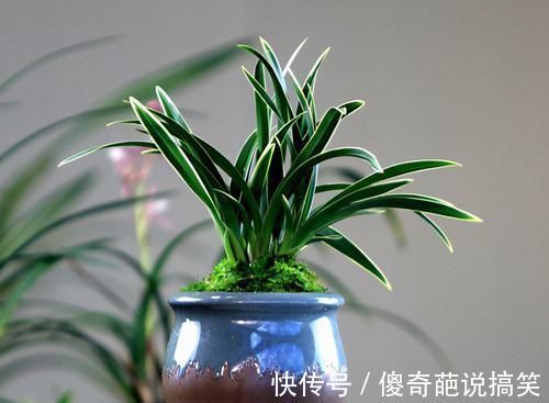 植株|此兰花是矮种“帝王”,花色罕见,叶带金边线艺,曾一苗难求的