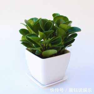 家里养盆“它”,好看又防辐射,比绿萝还好养