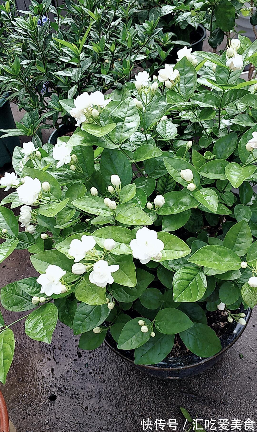 秋末了，别再用夏季的养殖方法养茉莉花，换一种方式，越冬无难度