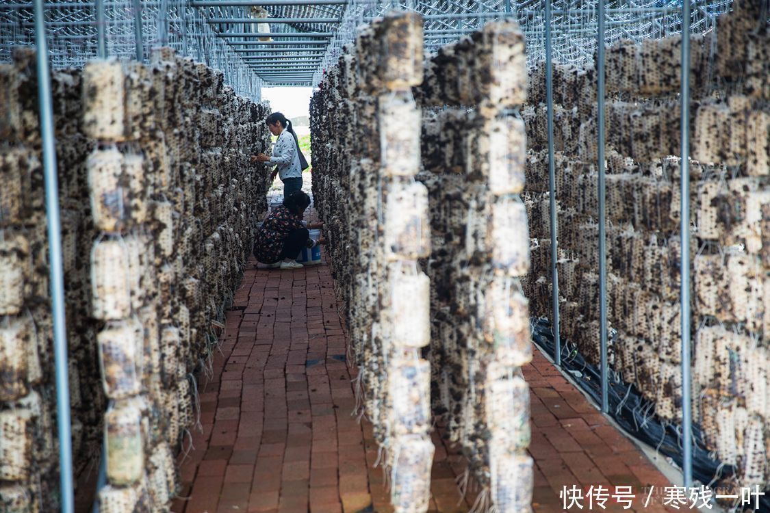 科技|走进陕西木耳种植基地,素食之王是这么长的,科技的力量太强大