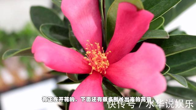 花朵|四季茶花进入秋季后怎么养护做好几点,花朵能一直开到冬天