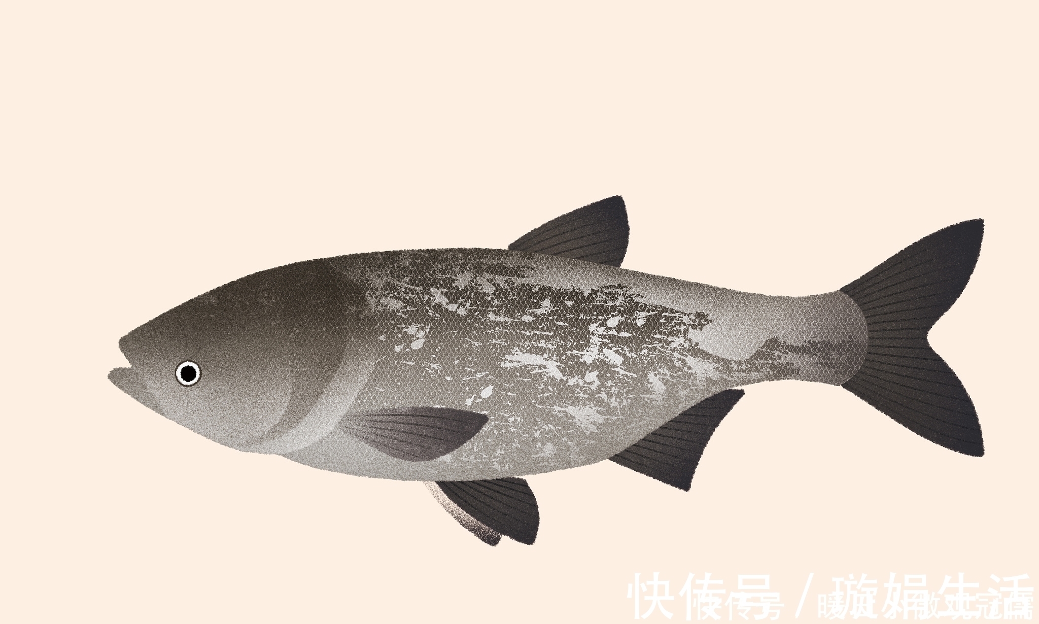 技巧|垂钓鳙鱼的技巧，饵料和垂钓方法用对才是制胜关键