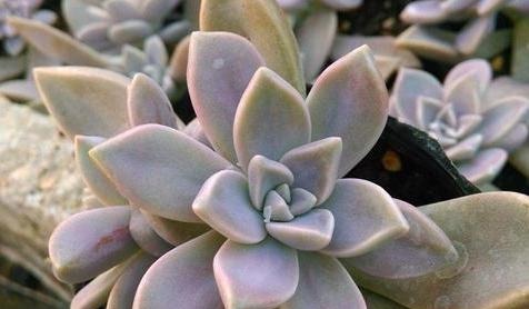 养什么多肉好6种好养活的“佛系”多肉,好养还省心