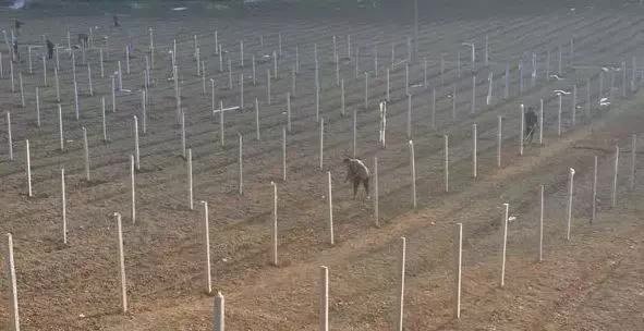 竹节参种植技术应该注意些什么 快资讯