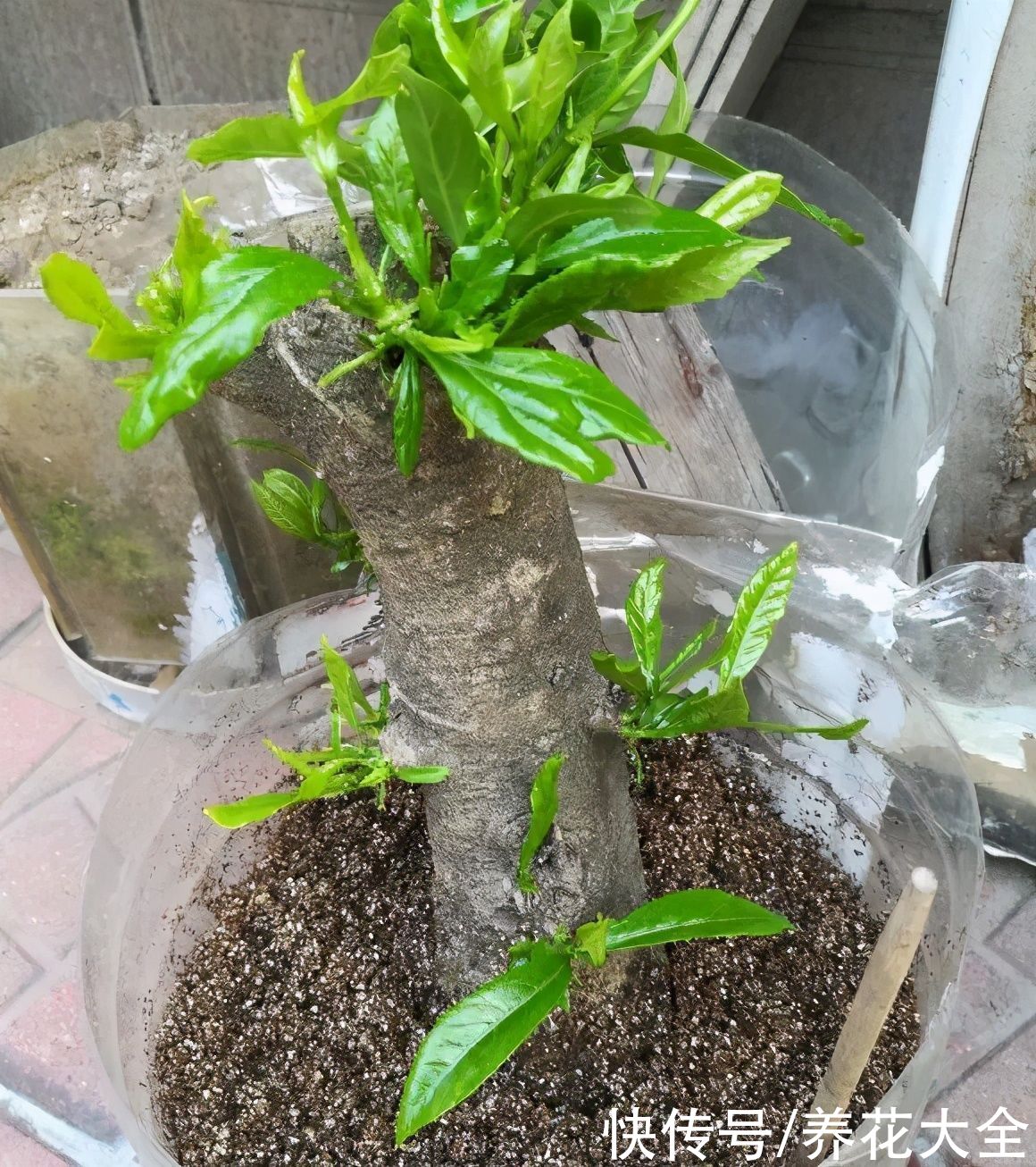 大粗杆子扦插，泥巴一裹就生根，秒变老桩大户