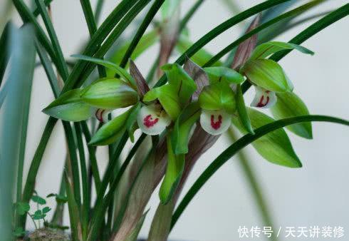 极品|盆栽兰花一辈子这样施肥,才能叶片优美,花香悠远,养出极品兰花