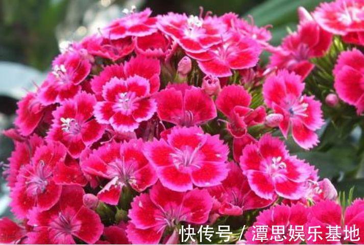 4款艳美的花卉，花大色艳花期长，漂亮有才华，还特别好养