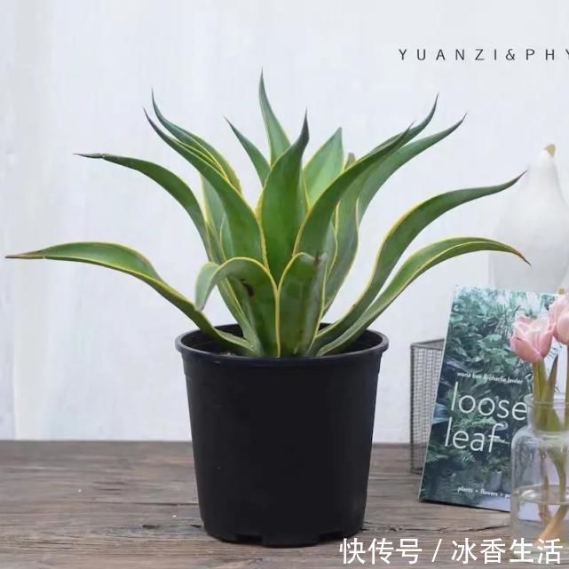 卧室养花好睡眠,这3种花是最佳选择,厚实的大绿叶最能净化空气