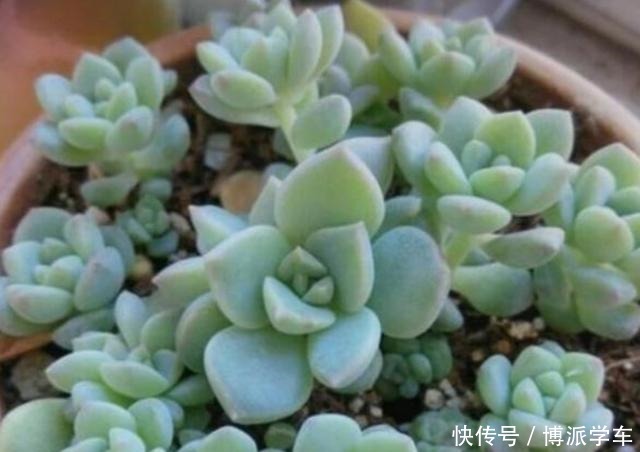 扦插多肉发芽以后注意这“2点”,才能保证成活率!