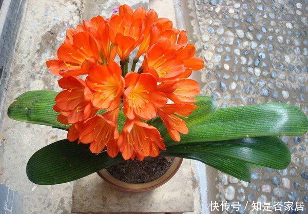 室内观赏花|五种适合秋天养的盆栽花，春节期间开花，漂亮又喜庆，年年有花赏