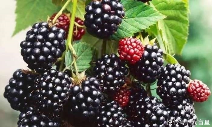 白扁豆|养胃这几种食物你要知道,每天坚持吃一点,胃痛胃酸都没有了