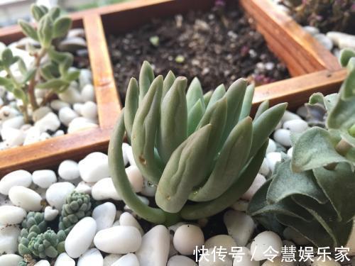 根系|养多肉要细心，长胡须还徒长就是有问题，教你3招正确处理