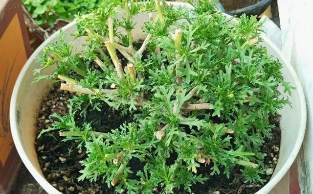 盆栽矮牵牛这么样长的快，花开的多，叶子绿油油的非常漂亮