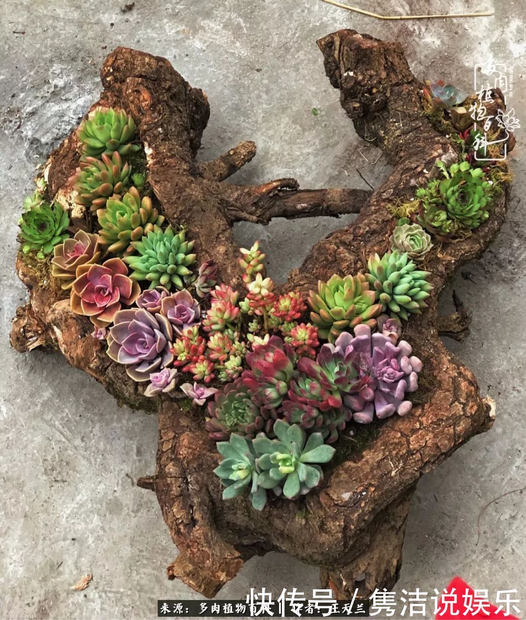 多肉遇上枯木木花盆,姑娘自己造!