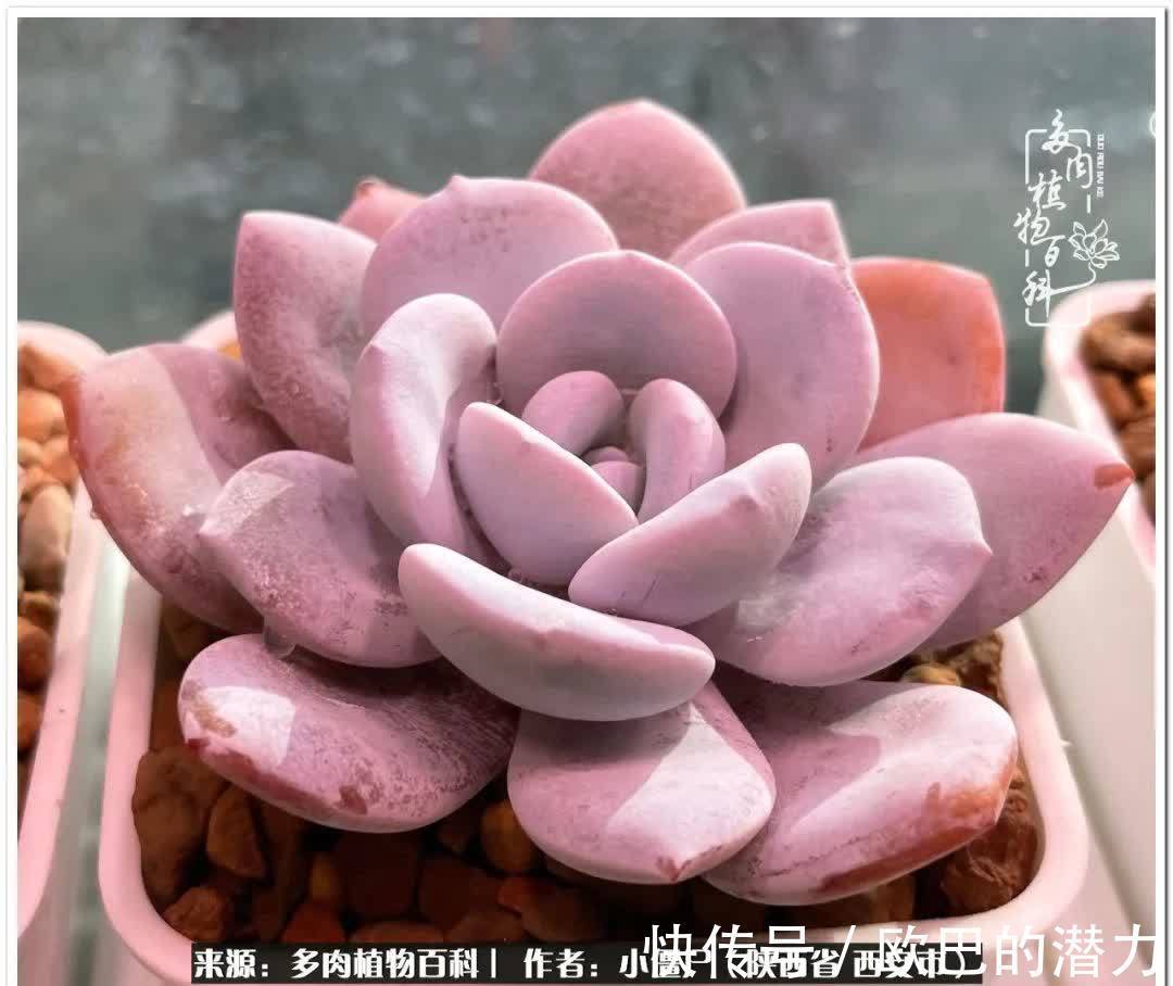 种植|从景天到水泡和肉锥，那些年阳台种植多肉的历程！