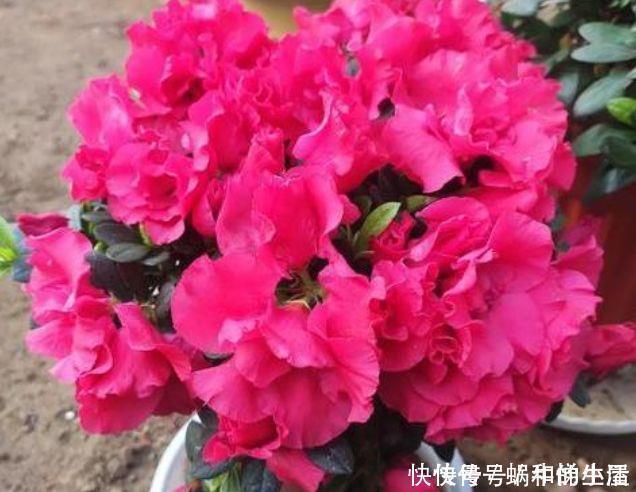 营养土|4种花养家里,美成了花园,名字好听,开更美,开花漂亮上档次!