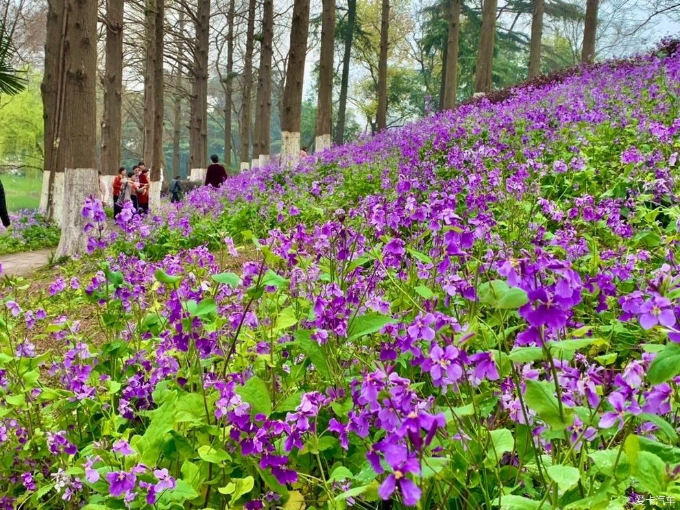 玄武湖|打卡：玄武湖樱花节