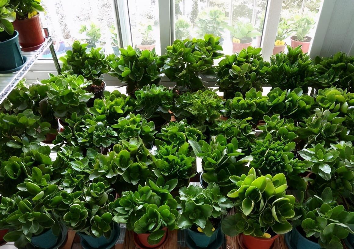 休眠期|4种“漂亮花”,5月要“剪花箭”,不剪光,很难度夏天